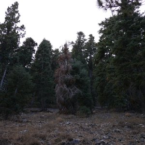 Merzbow & Xiu Xiu 的头像