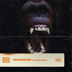 Orangutan