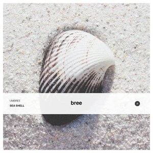 Sea Shell