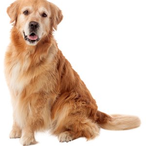 Music for Leaving Dogs Home Alone 的头像