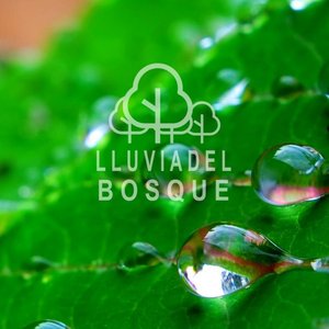 Image for 'Lluvia del Bosque'