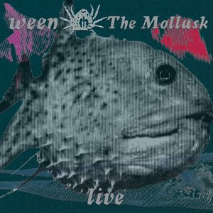 The Mollusk - Live