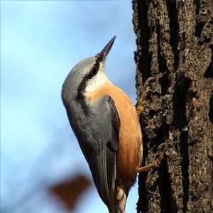 Sitta europaea 的头像
