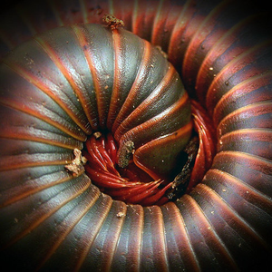 Mauxuam photo provided by Last.fm