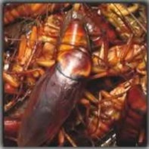 Cockroach