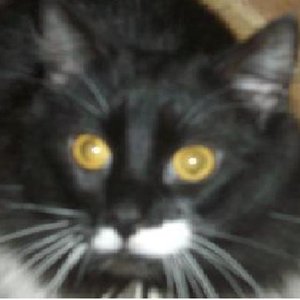 Bullet Cat Sexy Time 的头像