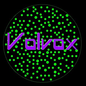 Volvox