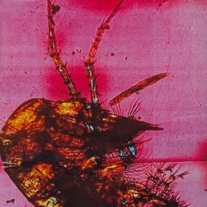Venomous Blossoms / Carnivorous Blooms