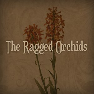 The Ragged Orchids