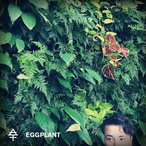 Eggplant