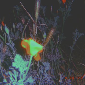 Poppy (Demo)