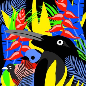 Birds of Paradise