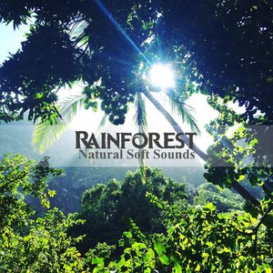 Rainforest Natural Soft Sounds