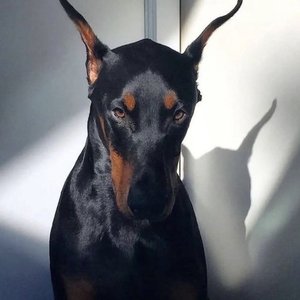 verifytino 的头像