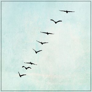 Birds Sing From The Barbed Wire
