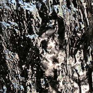 RMS photo provided by Last.fm