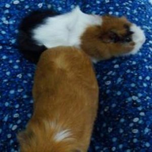 Guinea Pigs のアバター