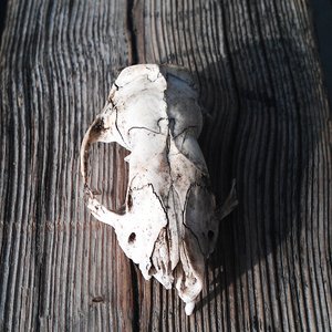 Plague Of Penance 的头像