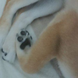 A Shiba 的头像