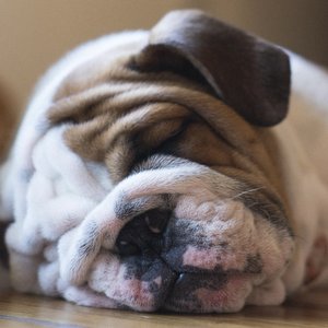 Sleeping Music For Dogs 的头像