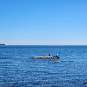 Kitsch and the Foible