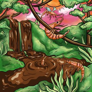 Cocoa Shrimp Safari