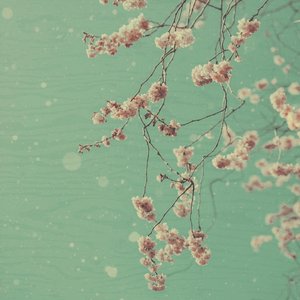 winters blossom