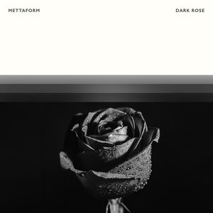 Dark Rose