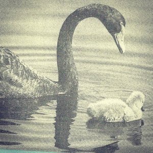 swan phase