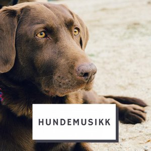 Hundemusikk 的头像