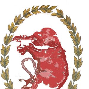 Elefante Libre 的头像