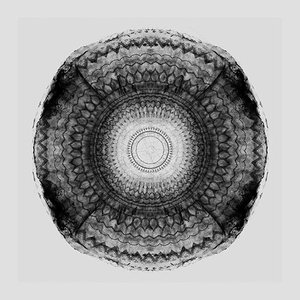 Sycomore