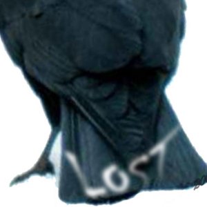 Изображение для 'The Alternate Universe Of Lost Crow 2009'