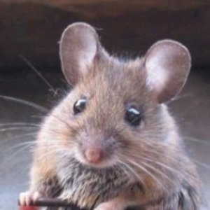 Avatar for Tikvs