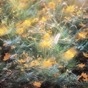 Little Bloom / Northern Light