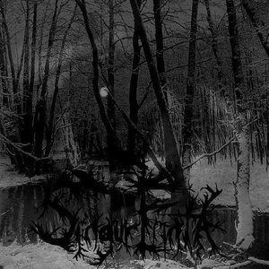 Orfraie Dans la Forêt Vierge
