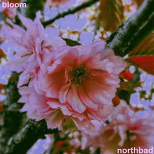 bloom
