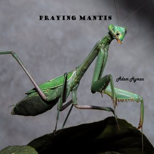 Praying Mantis