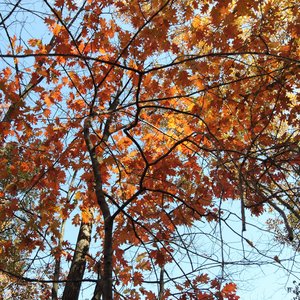 Autumn Splendor