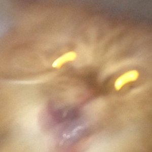 Psychofolck 的头像