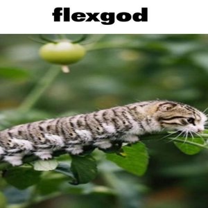 flexgod
