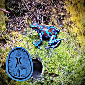 Spitting in the Frogs Mouth and Asking It to Take the Pain Away