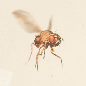 Sektion JaKa cover