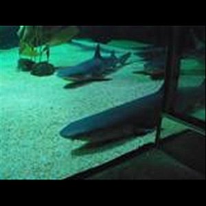 Crank Dat Shark Attack - Single