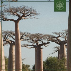 Baobab