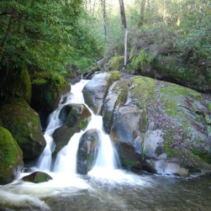 Nature's Symphony 的头像