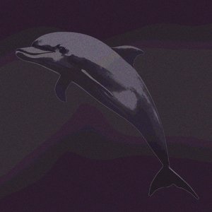 Dolphin2048 的头像