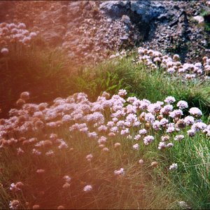 Garden Araki - Single