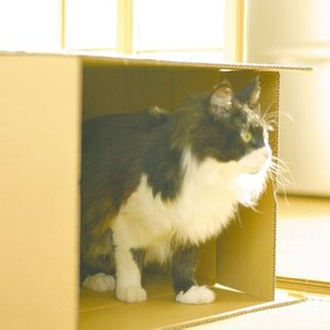 ダンボールに囲まれて - Single