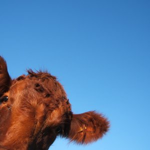 Avatar for Cows Hate Swans